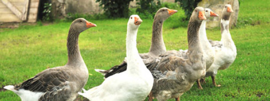 canards dans un jardin