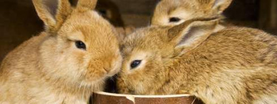 Nourrir Un Lapin Conseils Pour Nourrir Vos Lapins D Elevage Magasin Vert Point Vert Nourrir Un Lapin Conseils Pour Nourrir Vos Lapins D Elevage Magasin Vert Point Vert