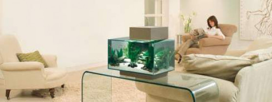 petit aquarium dans un salon sur une table en verre