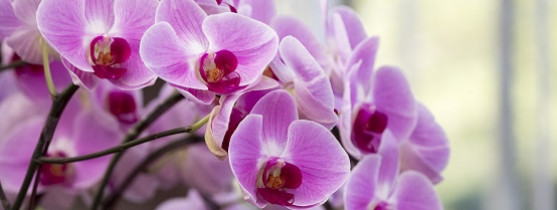 Choisir Une Orchidee Magasin Point Vert Conseils Pour Choisir Et Acheter Une Orchidee Choisir Une Orchidee Magasin Point Vert Conseils Pour Choisir Et Acheter Une Orchidee