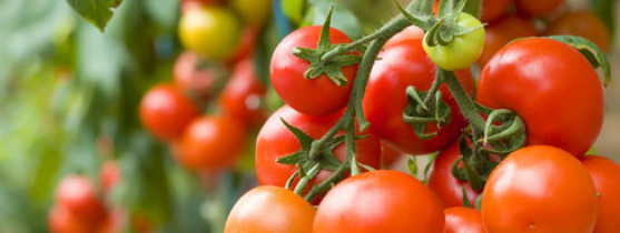 grappe de tomates rouges