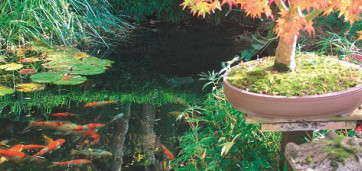 bassin de jardin avec végétation et petits poissons