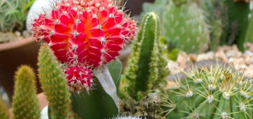 cactus de plusieurs couleurs