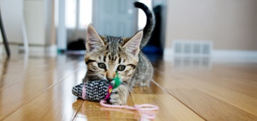 chaton jouant avec un jouet pour chat