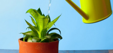 arrosoir jaune verse de l'eau sur une plante en pot