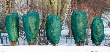 arbustes protégés pour l'hiver