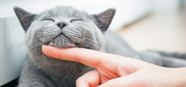 une personne caresse le menton d'un chat gris avec son doigt