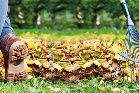 personne au jardin ramassant les feuilles