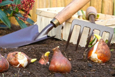 bulbes et pelles dans un potager