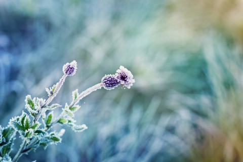 plante violette givrée 