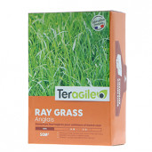 Semence fourragère Ray Grass Anglais teragile