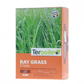 Semence fourragère ray grass italie teragile