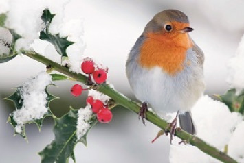 rouge gorge sur une branche enneigée