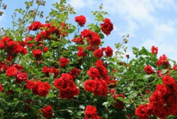 rosiers rouges